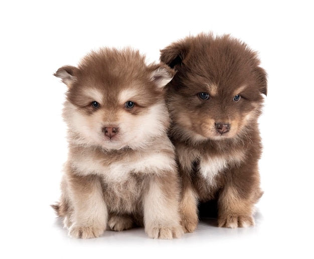 Puppies Finnish Lapphund in studio