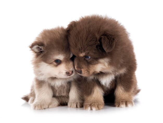 Puppies Finnish Lapphund in studio