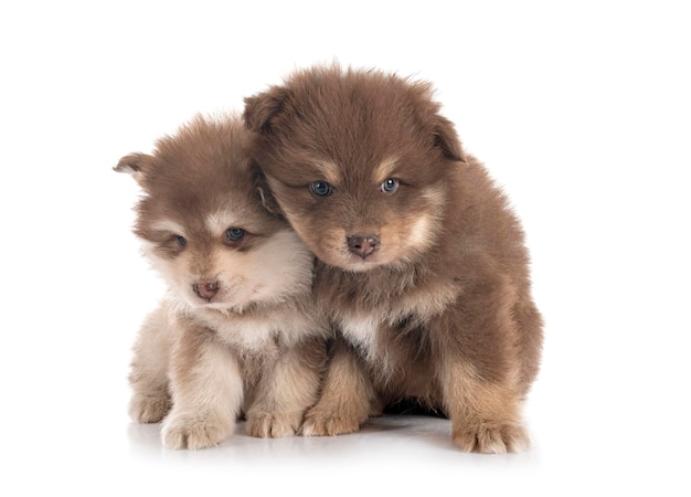 Puppies Finnish Lapphund in studio