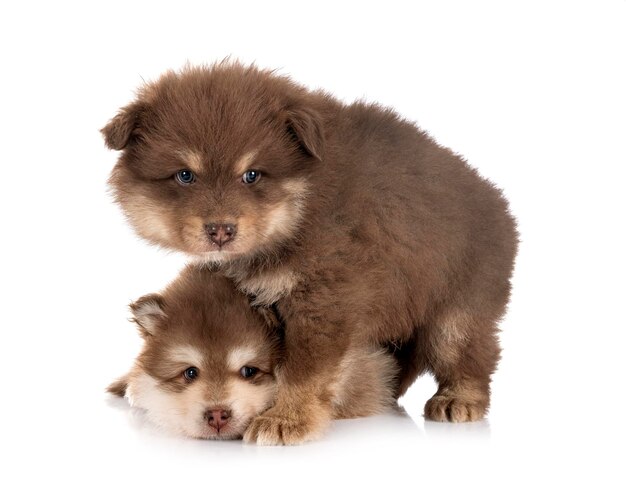 Puppies Finnish Lapphund in studio