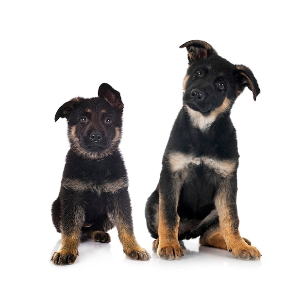 Puppies german shepherd in front of white background