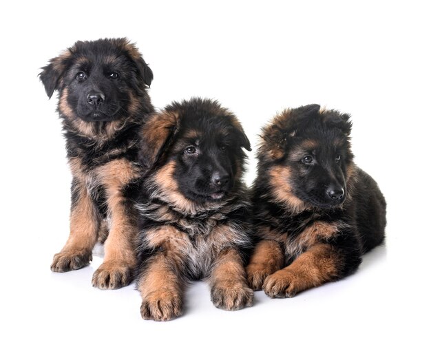 Photo puppies german shepherd isolated on white