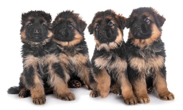 puppies german shepherd