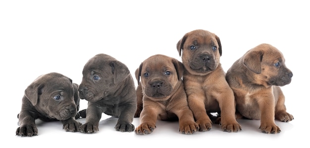 Puppies italian mastiff in front of white background