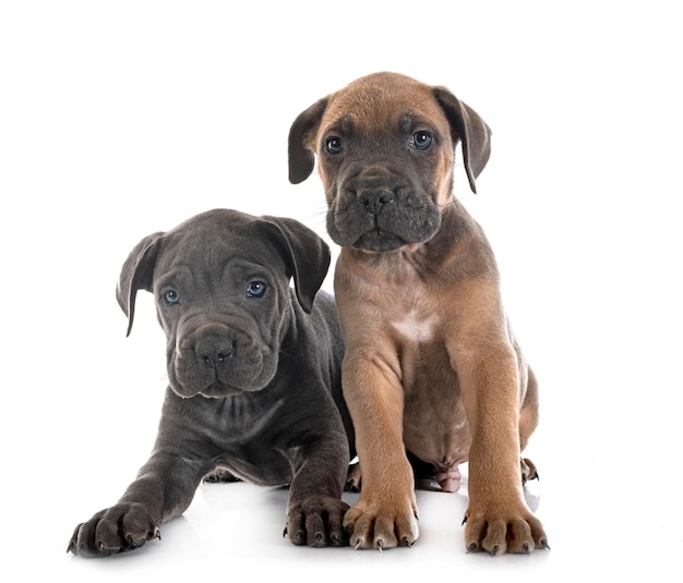 puppies italian mastiff in front of white background