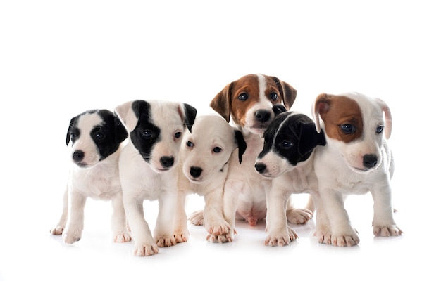 Puppies jack russel terrier in front of white background