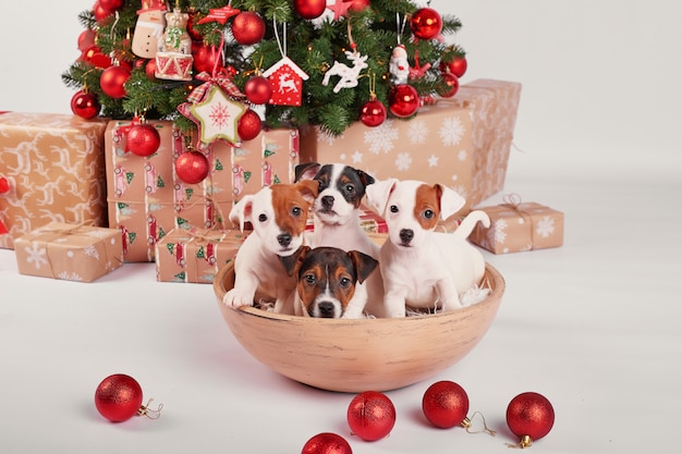 puppies jack russell terrier in het interieur van het nieuwe jaar