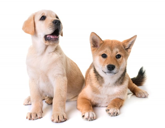 puppies labrador retriever en shiba inu