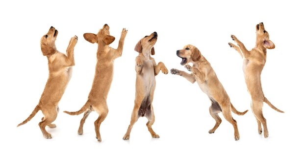 Photo puppies labrador retriever in front of white background