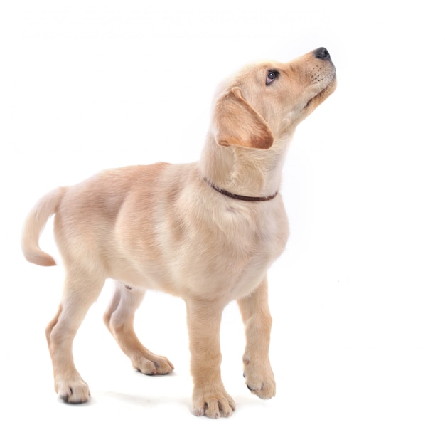 Puppies labrador retriever