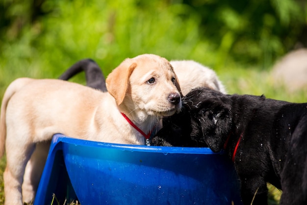 Foto cuccioli labrador che nuotano in una ciotola d'acqua adorabili cuccioli giovani e carini fuori nel cortile che fanno il bagno