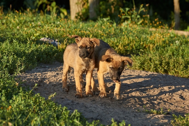 Puppies on the lawn play with a bone and warm in the rays of the rising sun.