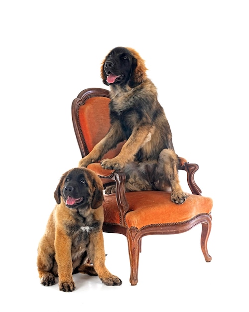 Puppies Leonberger in studio