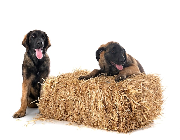 Puppies Leonberger in studio