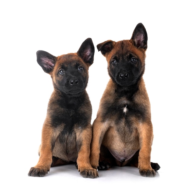 Puppies malinois in studio