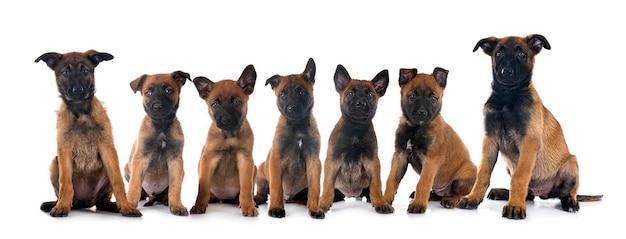 Puppies malinois in studio