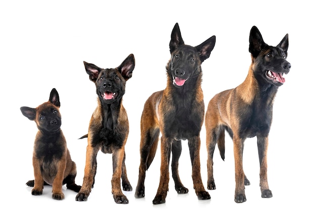 Puppies malinois in studio