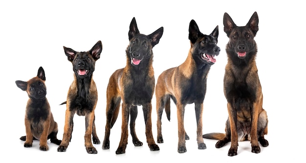 Puppies malinois in studio