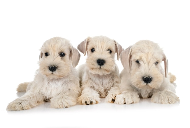 Puppies miniature schnauzer in front of white background