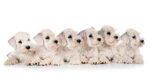 Puppies miniature schnauzer in front of white background