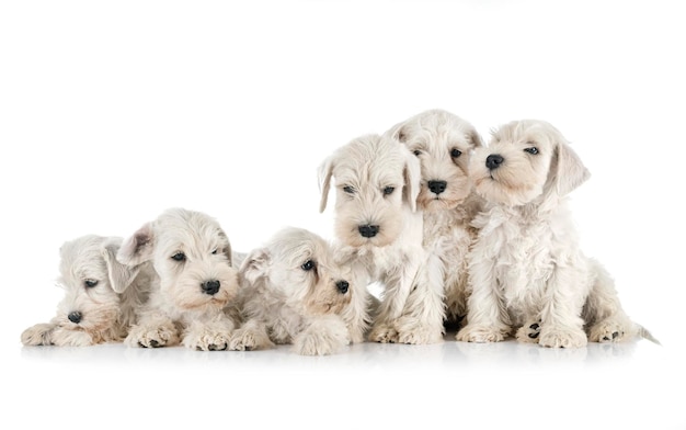 Puppies miniature schnauzer in studio