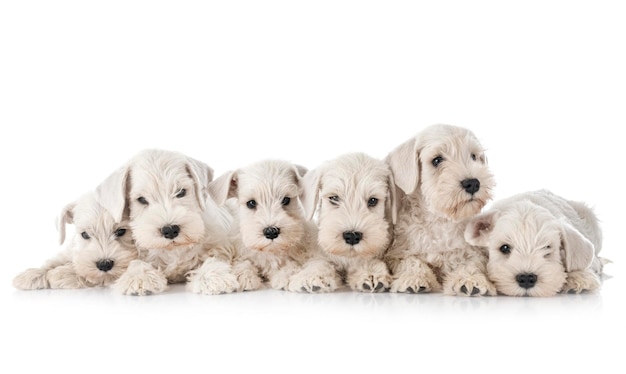 Puppies miniature schnauzer in studio