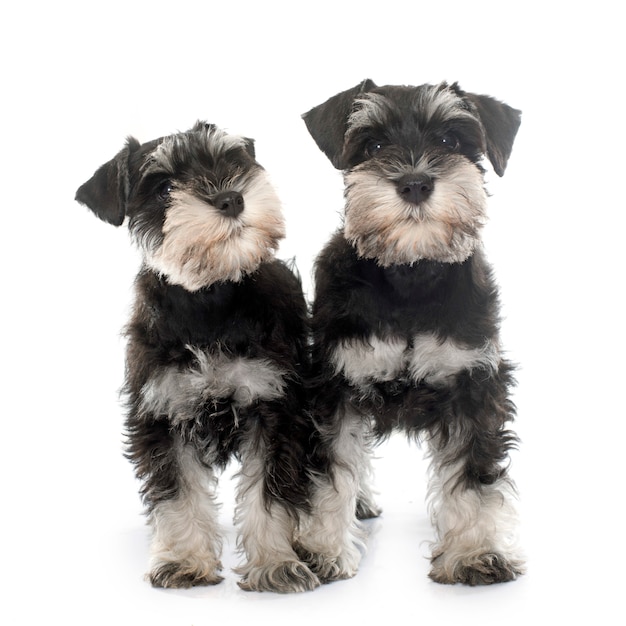 puppies miniature schnauzer