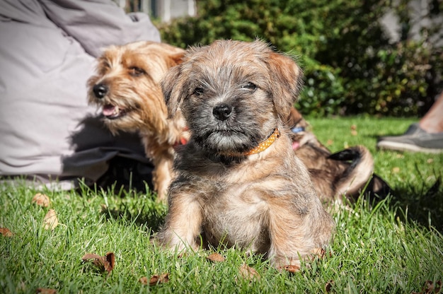 Puppies op het grasveld