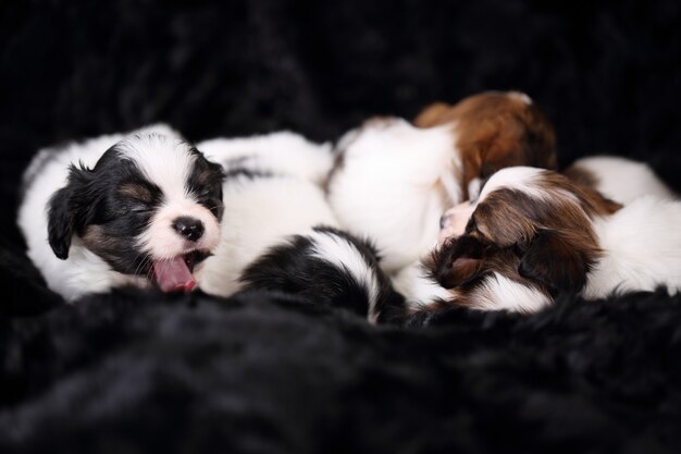 Puppies Papillon slaapt zoet op bont