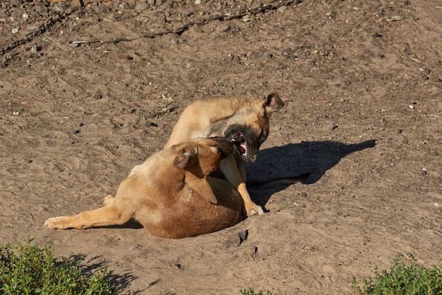 子犬は砂の上で遊んで、昇る太陽の光の中で暖かくなります。