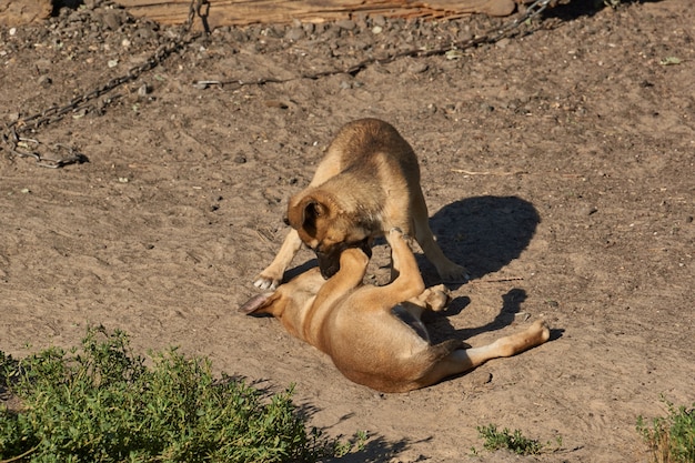 子犬は砂の上で遊んで、昇る太陽の光の中で暖かくなります。