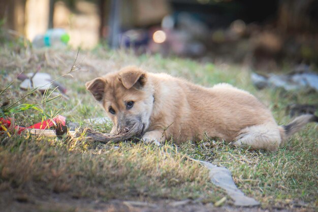 ゴミの中で遊んでいる子犬は、汚れたずさんでぼろぼろに見えます