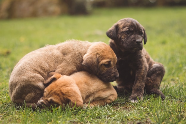 Foto cuccioli che giocano tra loro fuori