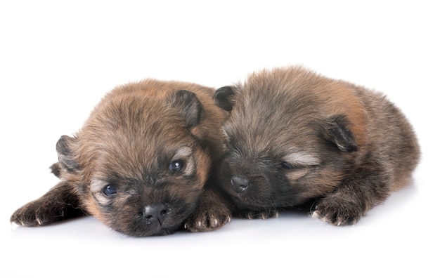 puppies pomeranian in studio