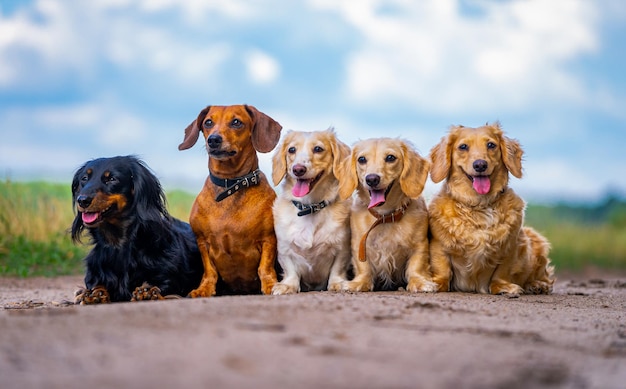 Puppies posing outdoor cute dog breeds sitting in line nature\
background small breeds