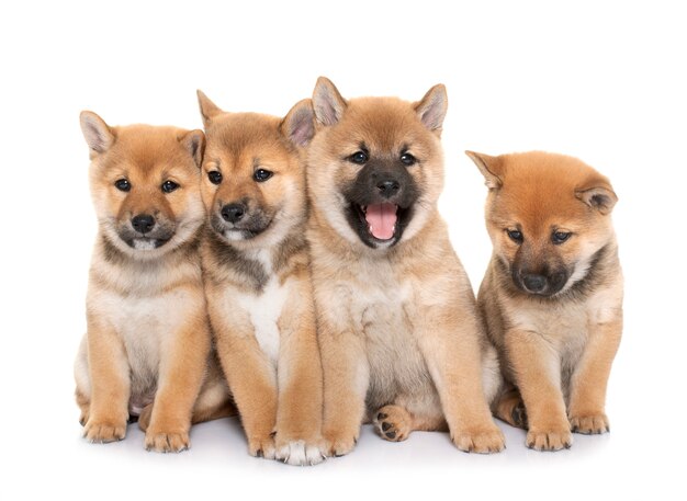 Puppies shiba inu voor wit