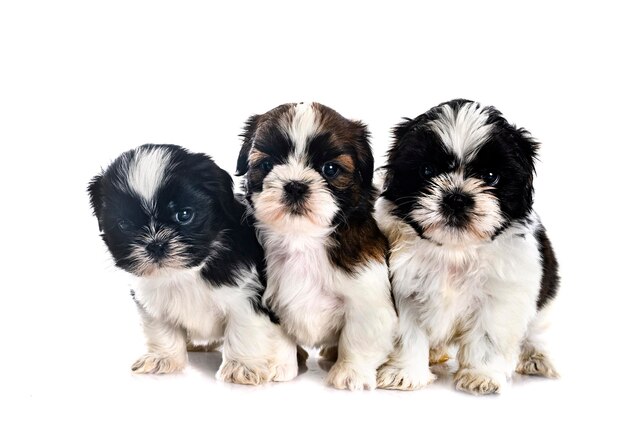 puppies Shih Tzu in front of white background