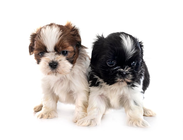 Foto puppies shih tzu in de studio