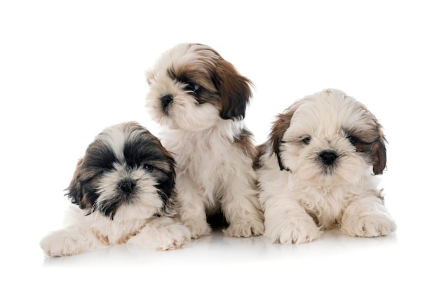 Puppies Shih Tzu in studio