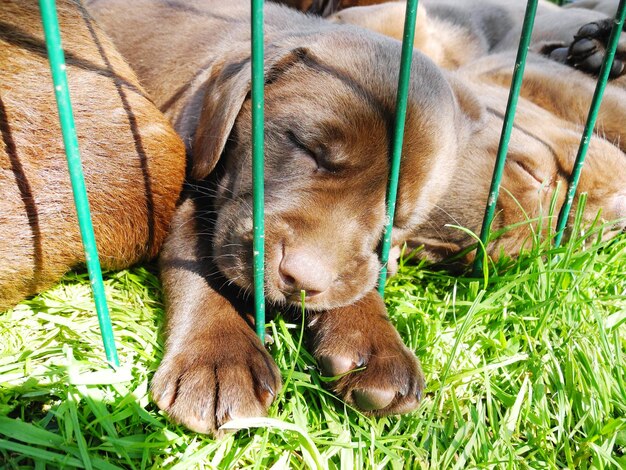 Puppies sleeping in backyard