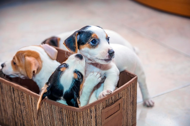 Puppies spelen thuis in een kist.