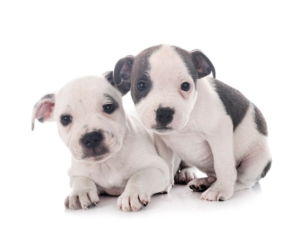 Puppies staffordshire bull terrier in front of white space