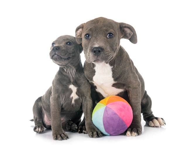 Staffordshire bull terrier cuccioli