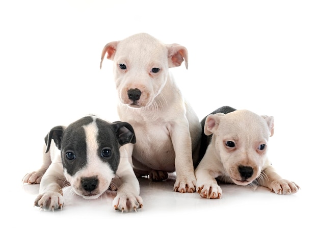 Puppies staffordshire bull terrier