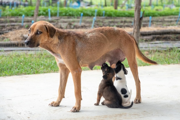 Puppies sucking milk from breast