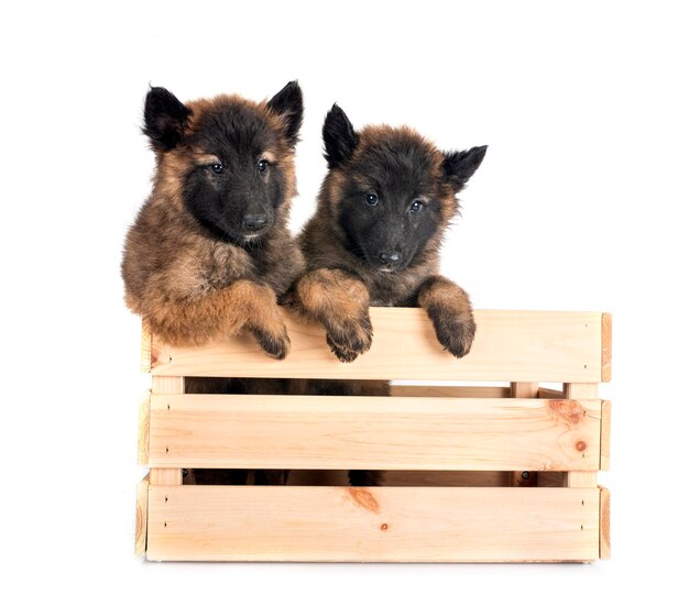 puppies tervueren in front of white background