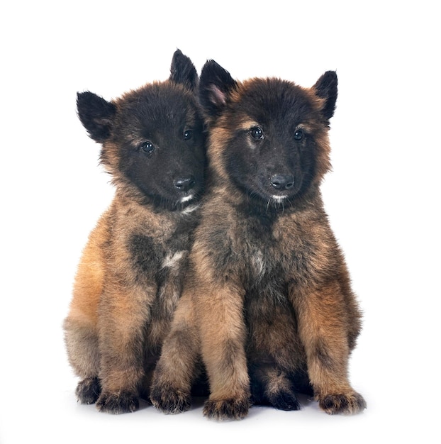 puppies tervueren in front of white background