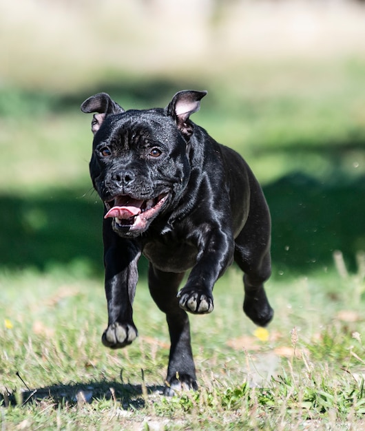 Puppt staffordshire bull terrier free in a garden