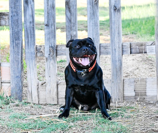 puppt staffordshire bull terrier free in a garden