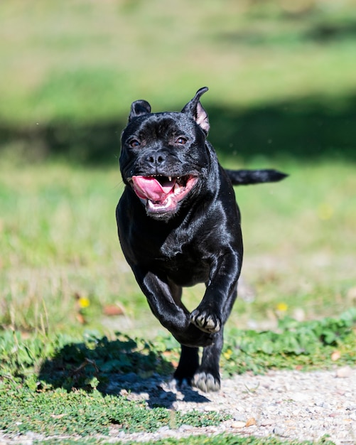 Puppt staffordshire bull terrier vrij in een tuin